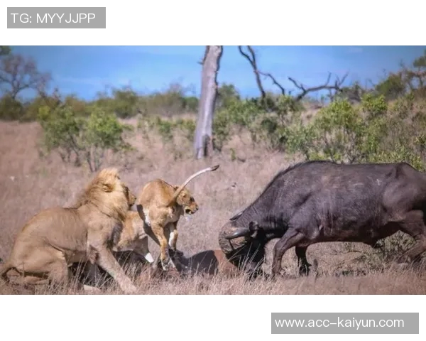 激烈对抗阿门与老六展开激烈搏斗双方互不相让引发冲突与争议 激烈对抗阿门与老六展开激烈搏斗双方互不相让引发冲突与争议